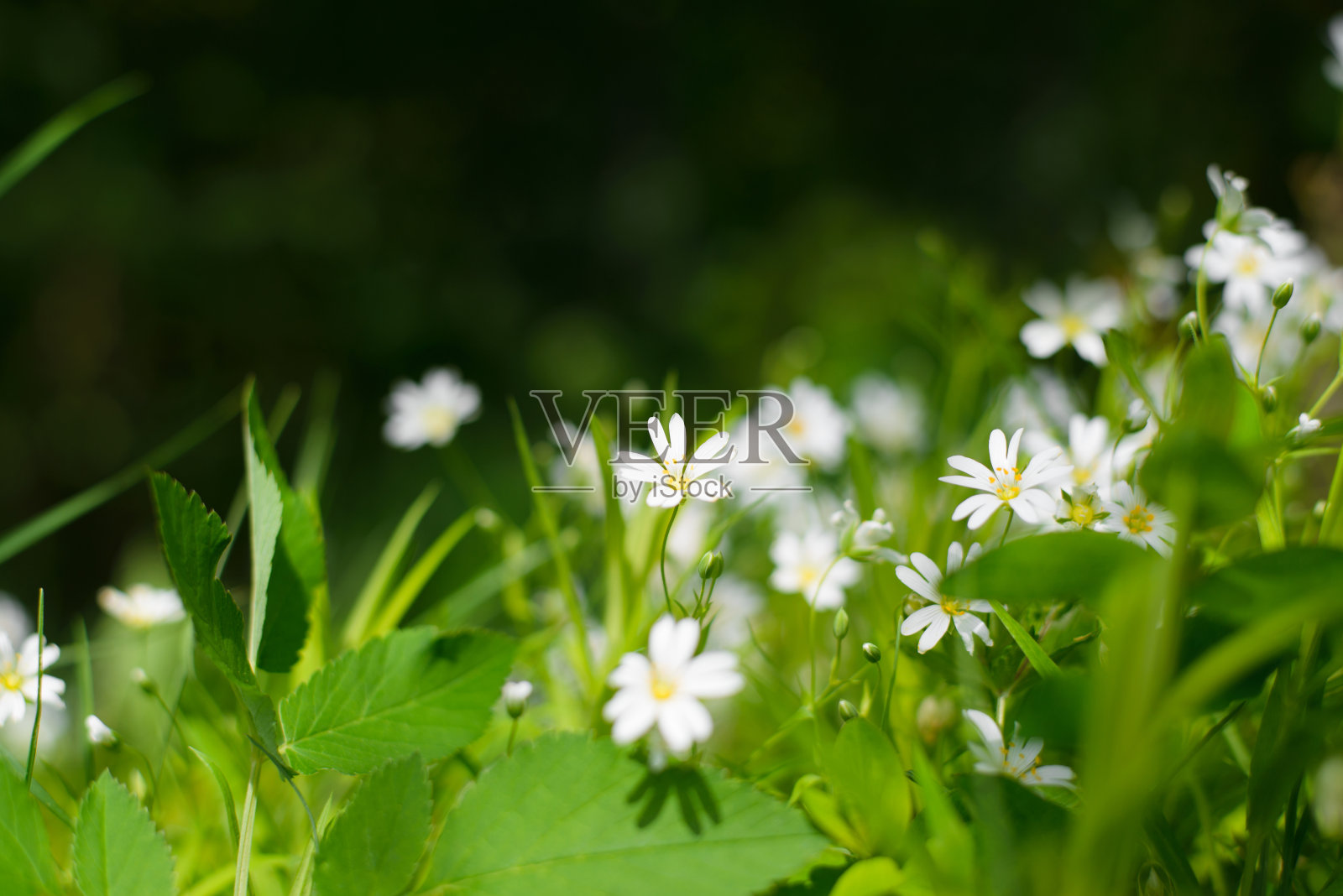 花的户外背景。白色的小花特写。选择性聚焦花，模糊背景，散景。照片摄影图片