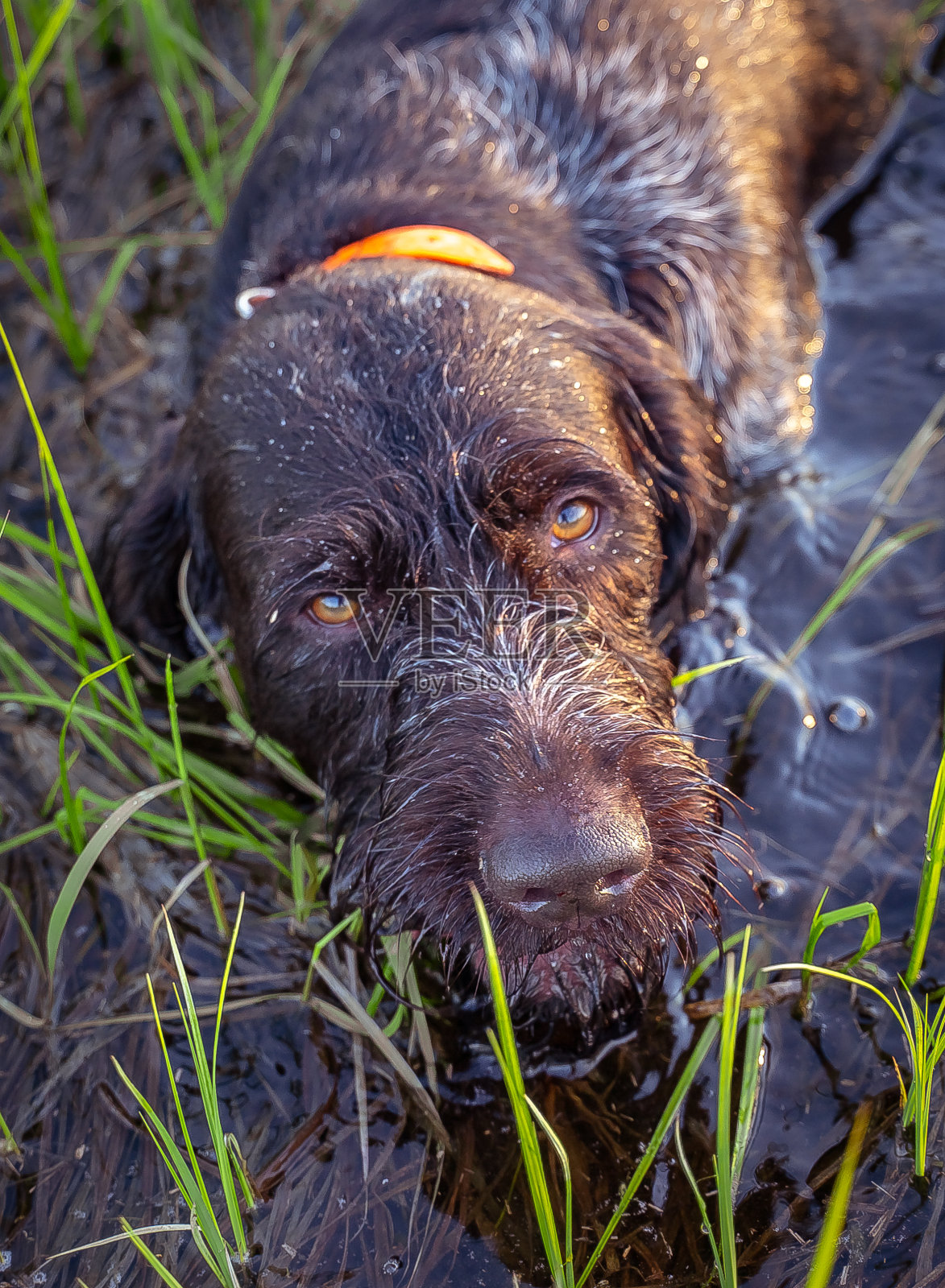德国德拉塔尔照片摄影图片