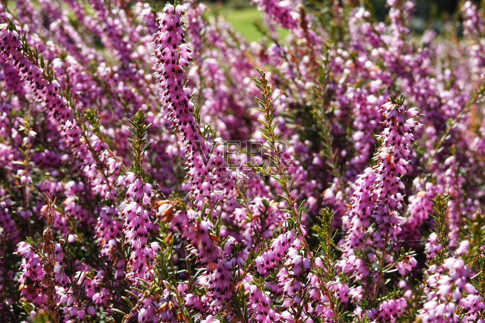 荷兰春天的野花照片摄影图片