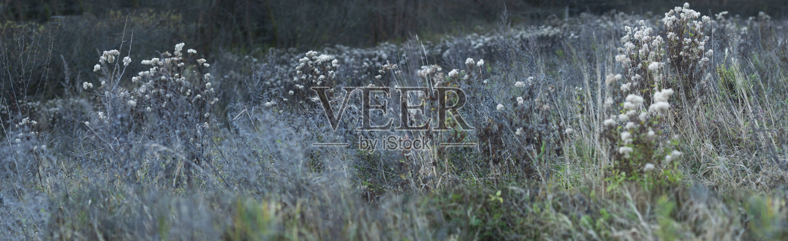 野生草地照片摄影图片