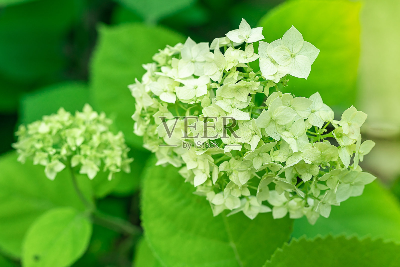 绣球花蕾在绿色的背景上照片摄影图片