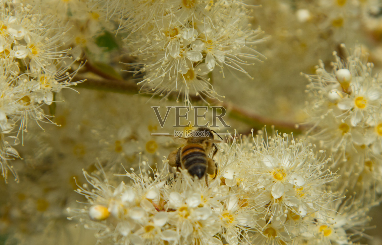 绣线菊花上的蜜蜂。照片摄影图片
