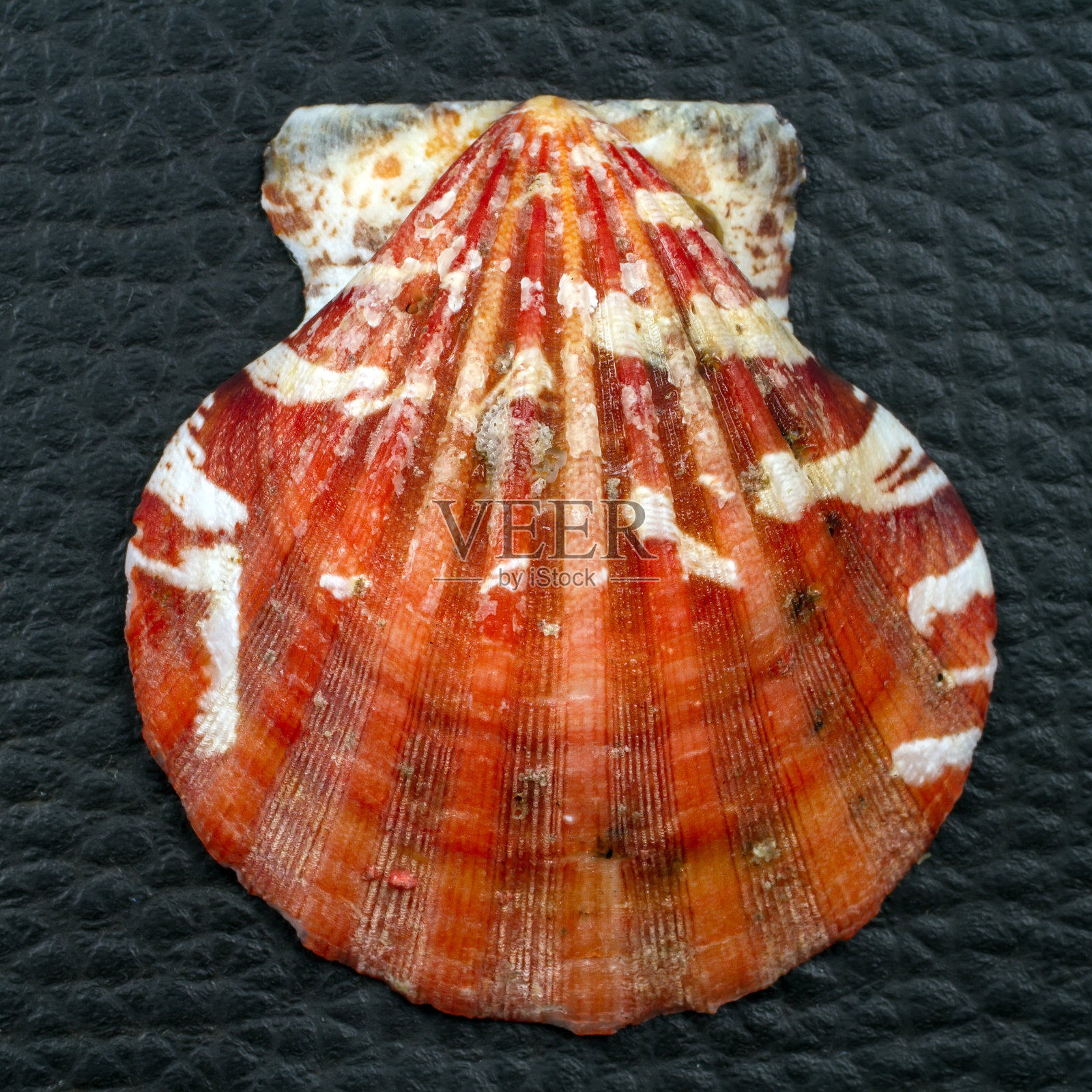 海贝靠近扇贝。照片摄影图片