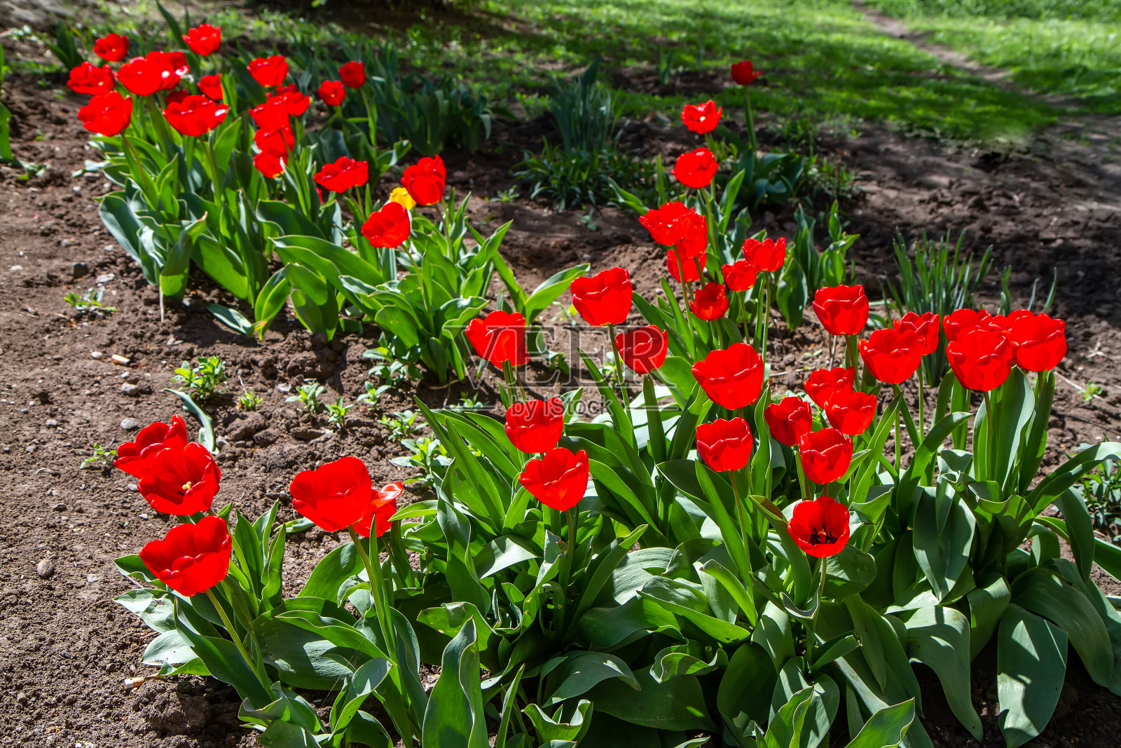 春天花园里的郁金香花圃。照片摄影图片