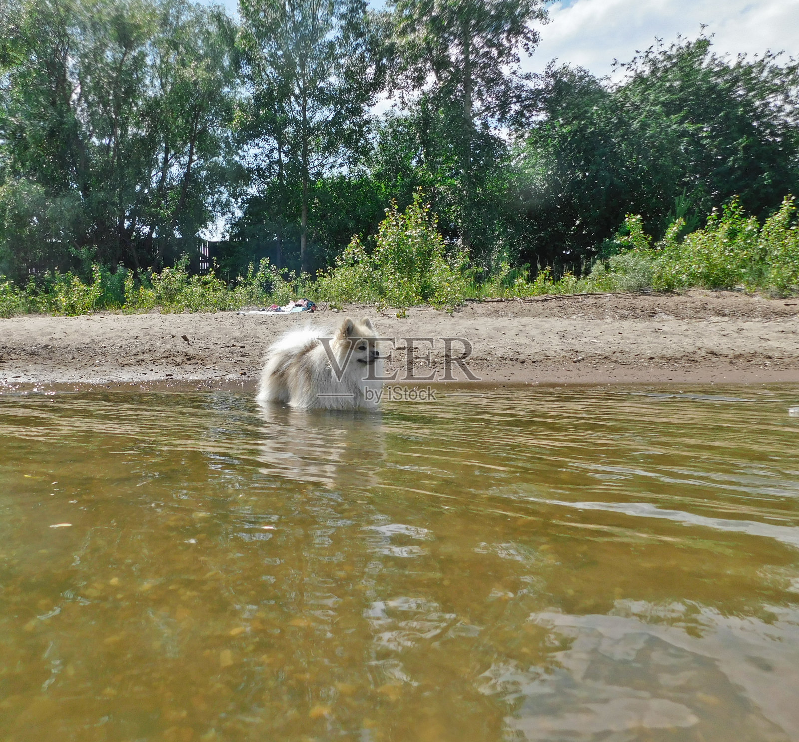 一个阳光明媚的夏日，德国的斯皮兹在河边散步。照片摄影图片