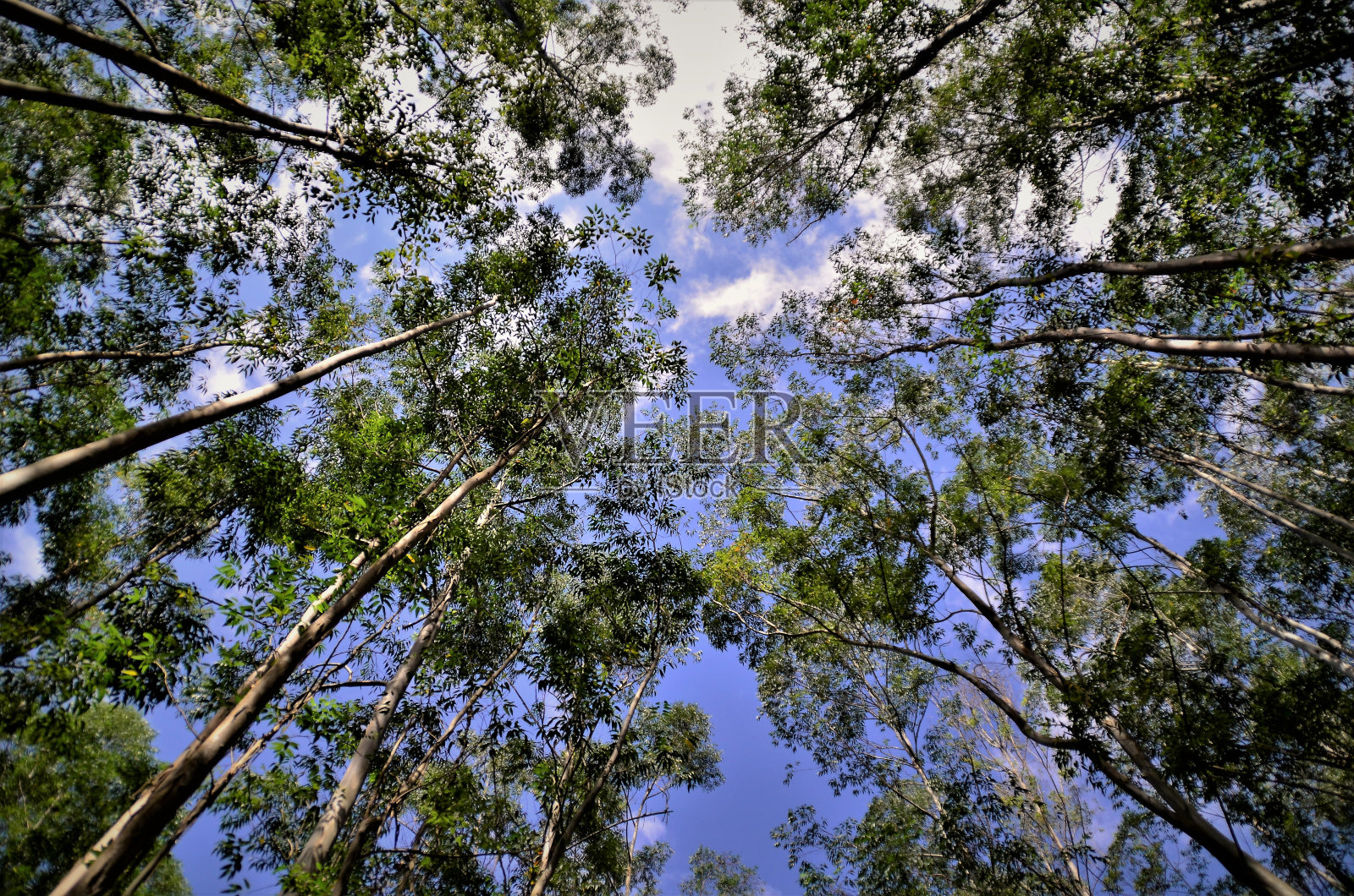 田野里桉树的叶子照片摄影图片