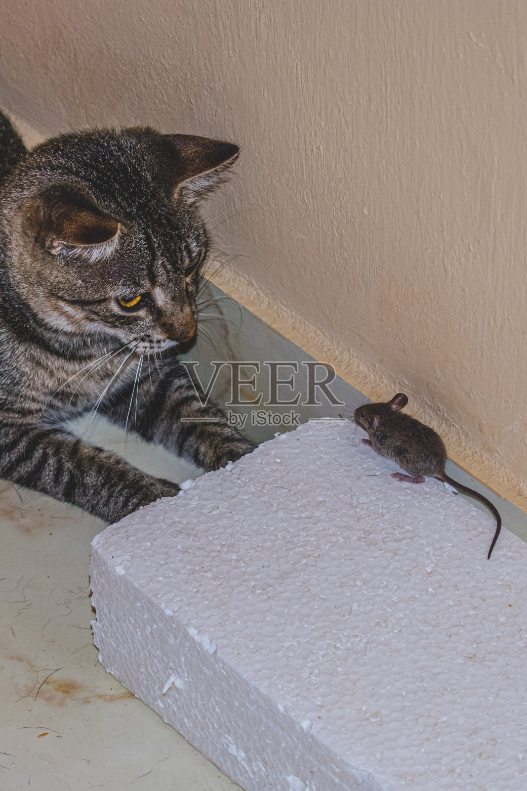 家猫在看，准备抓一只小老鼠照片摄影图片