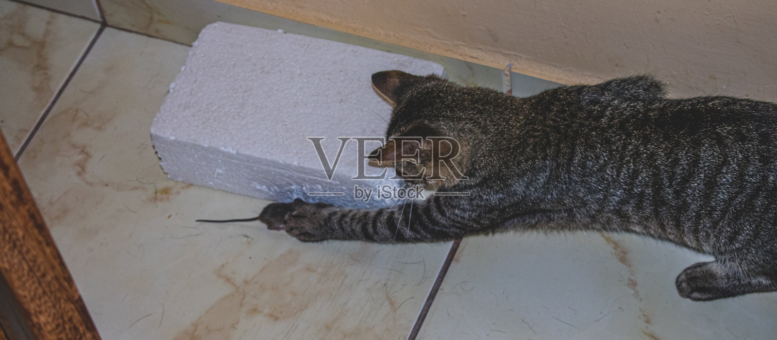 家猫在看，准备抓一只小老鼠照片摄影图片