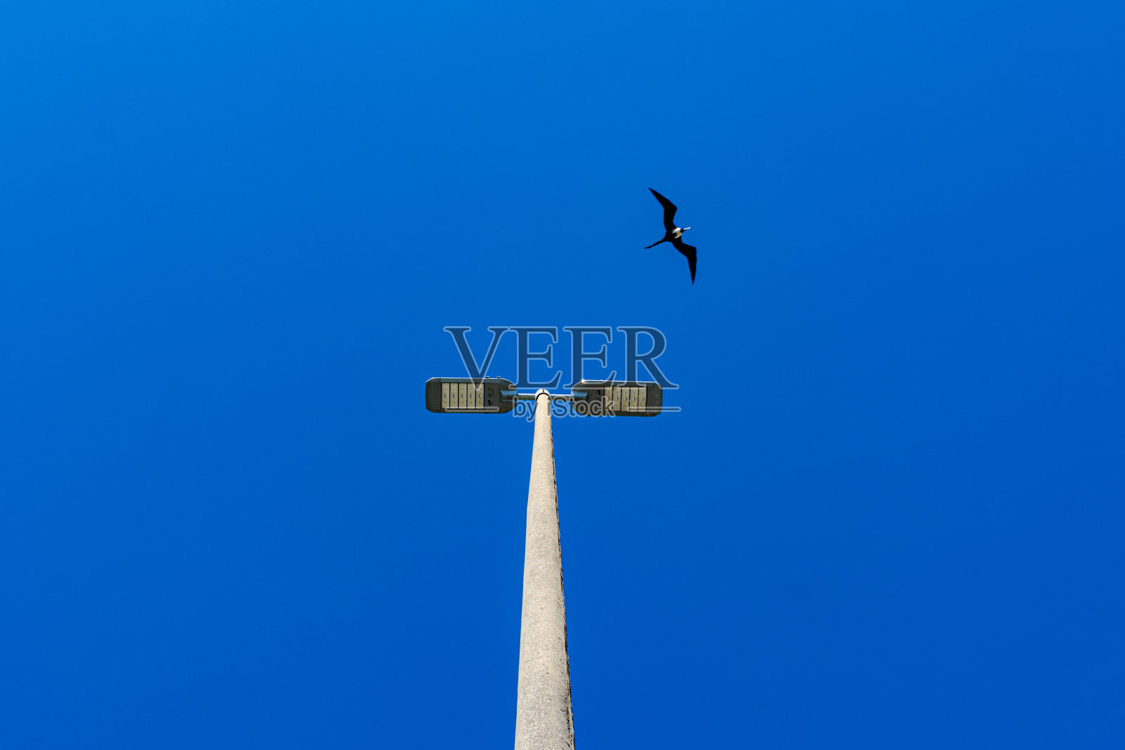 来自巴西里约热内卢瓜纳巴拉湾的海鸟照片摄影图片