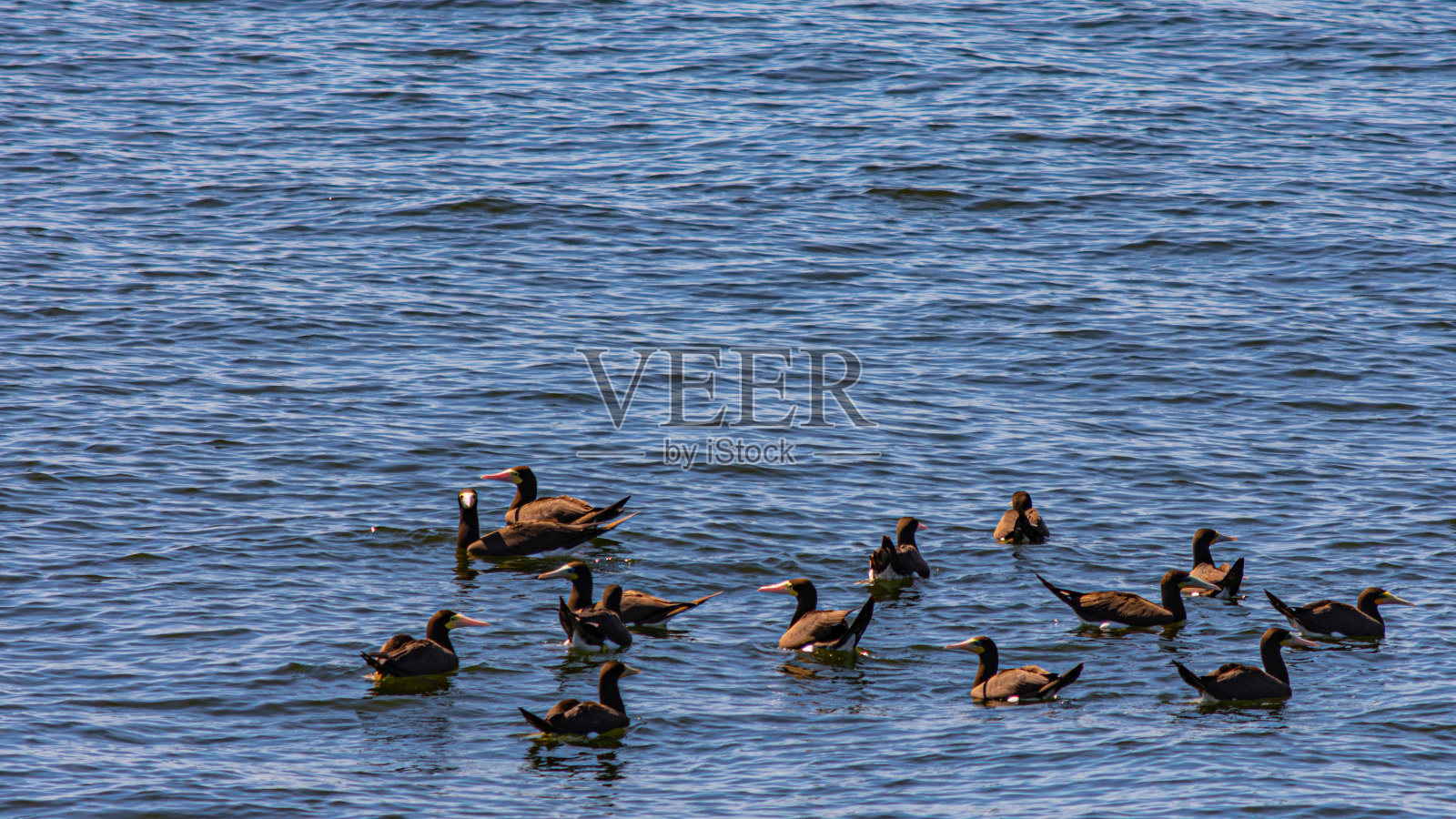 来自巴西里约热内卢瓜纳巴拉湾的海鸟照片摄影图片