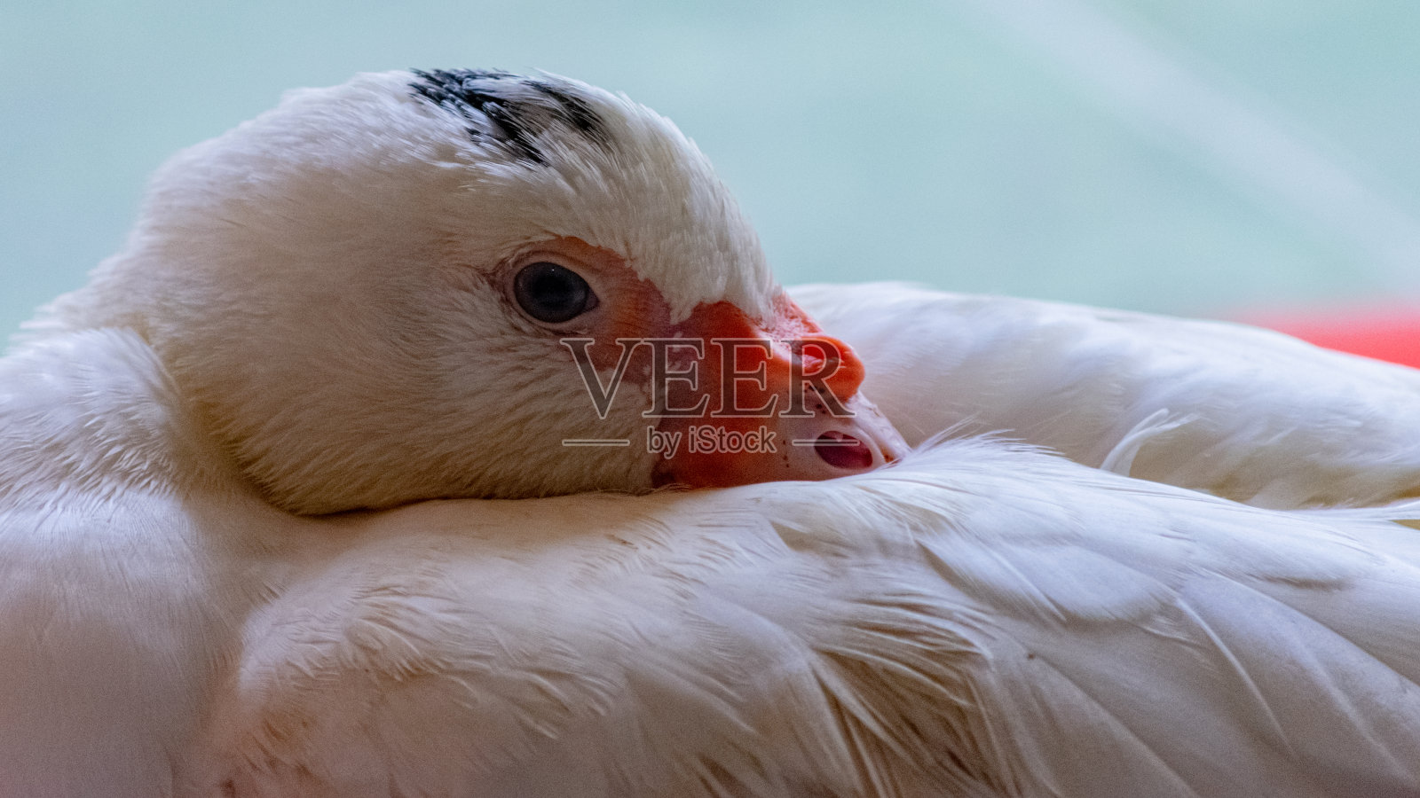 靠近镜头的白鸭，驯养的野生动物，有着锐利的灯光和细节。真实动物的真实照片。照片摄影图片