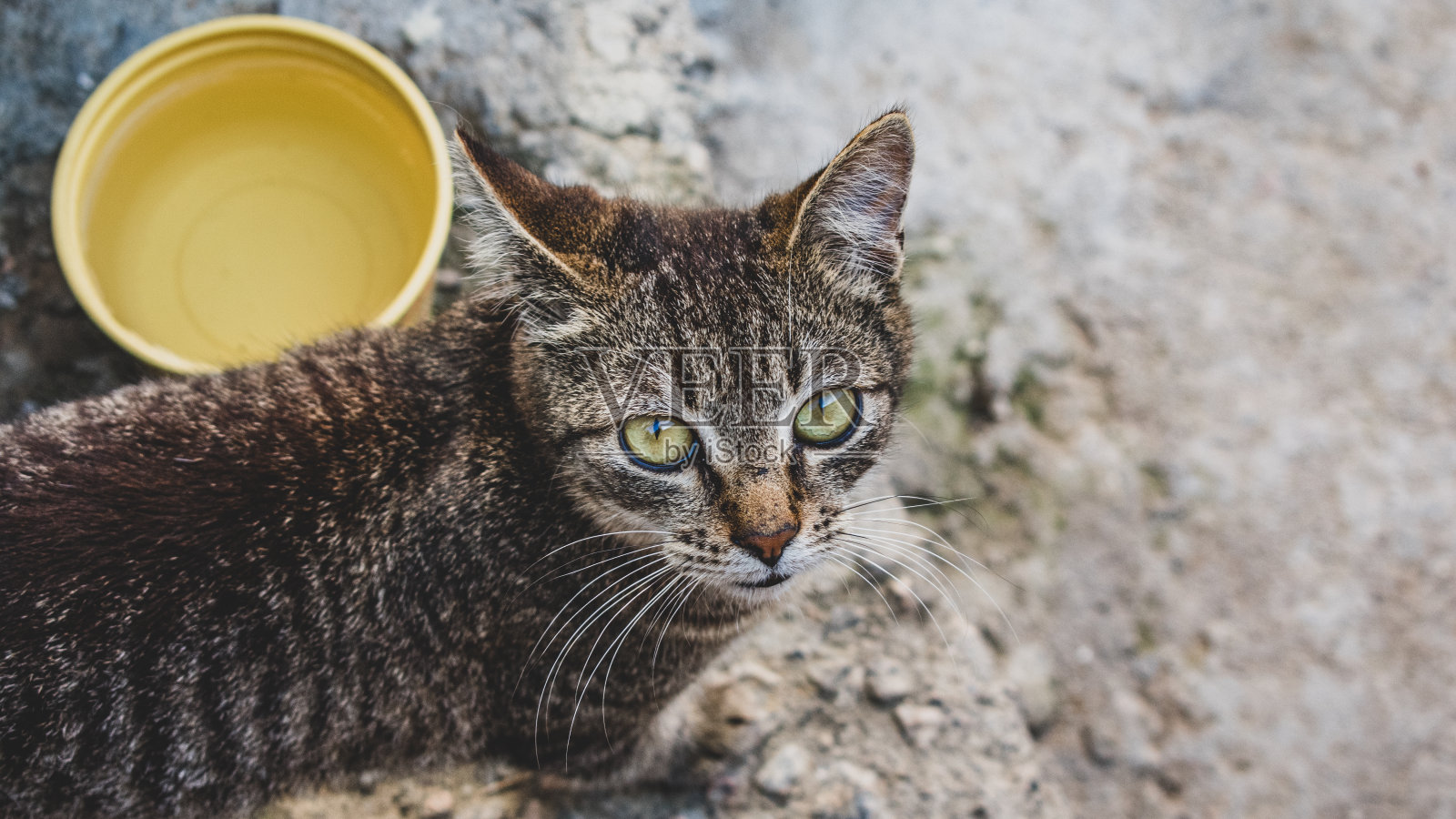 家猫(宠物)在日常生活中的可爱样子照片摄影图片