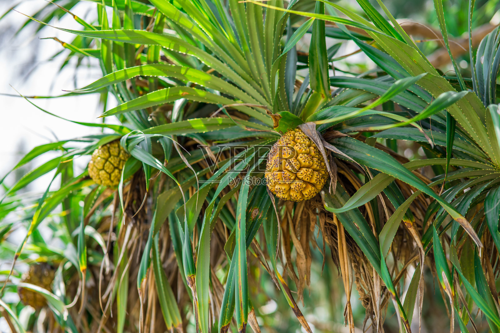 特写热带树露兜果在夕阳下在泰国照片摄影图片