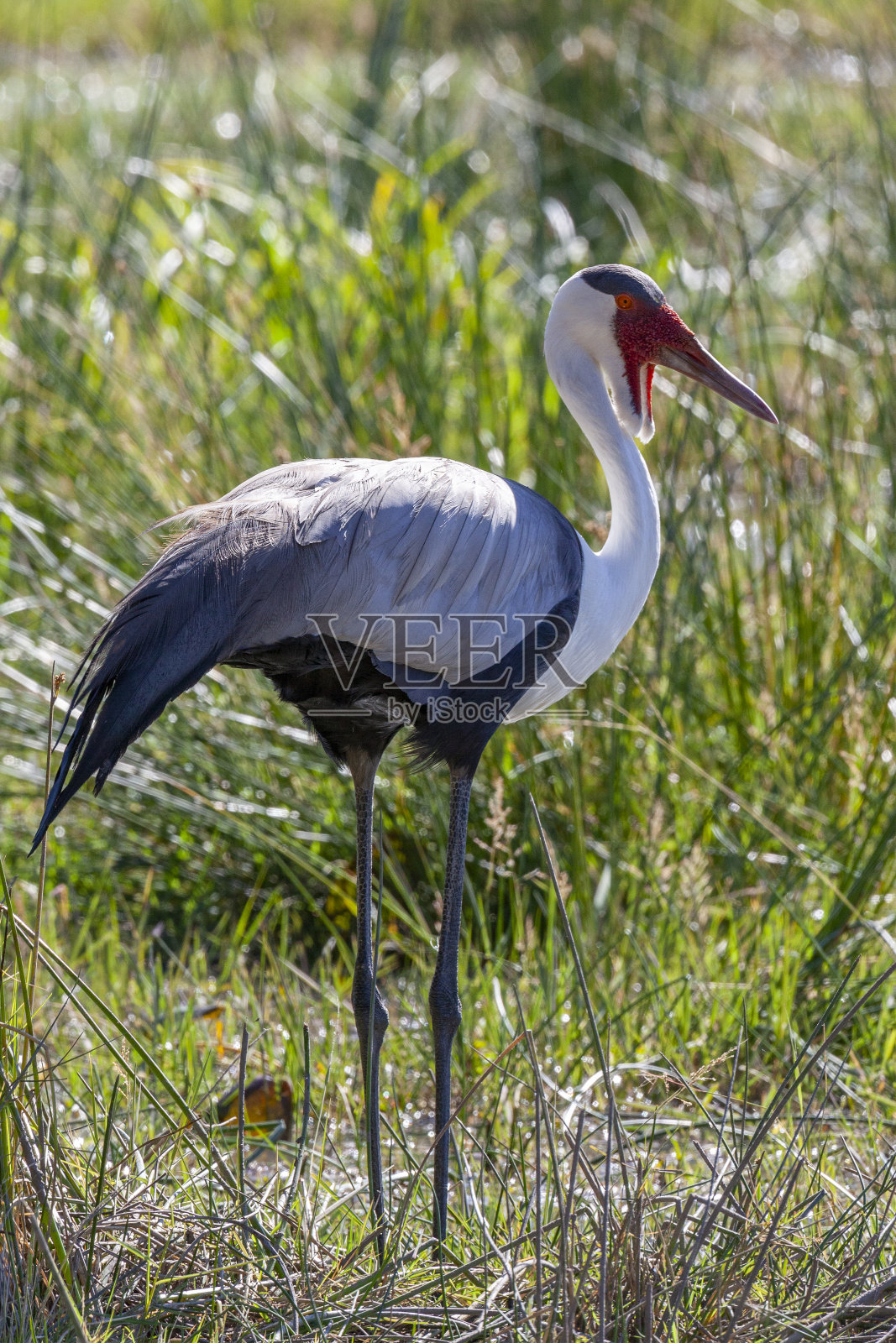 鹤-奥卡万戈三角洲-博茨瓦纳照片摄影图片