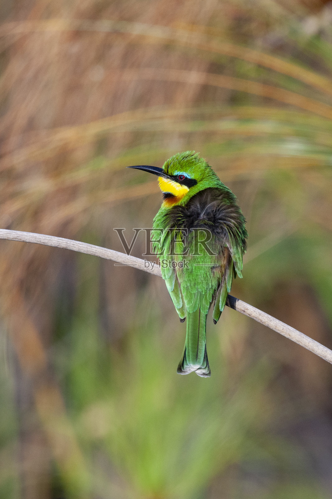 小蜂虎-奥卡万戈三角洲在博茨瓦纳北部照片摄影图片