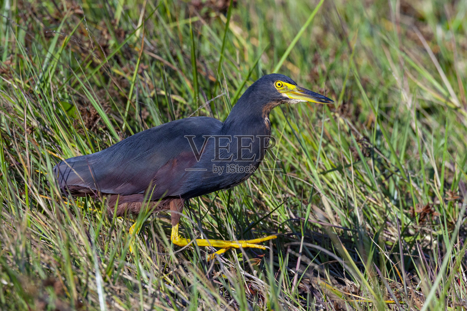 矮麻鳽-奥卡万戈三角洲在博茨瓦纳北部照片摄影图片