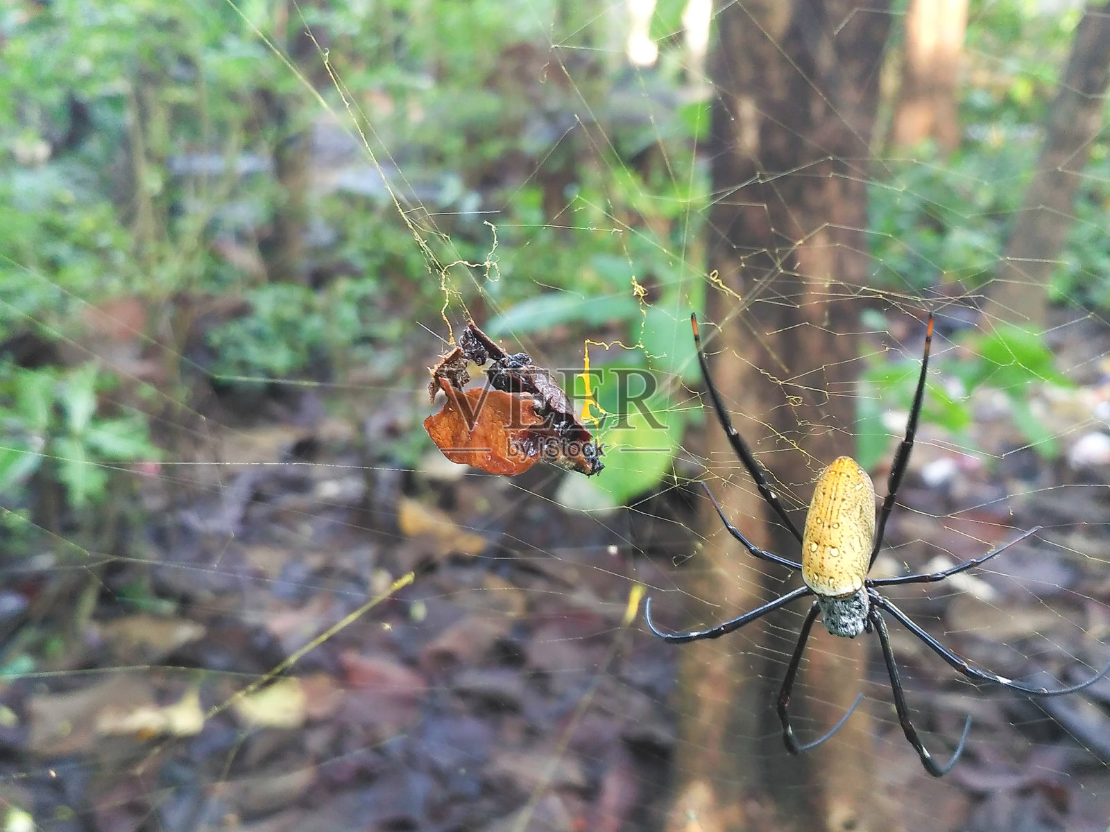 蜘蛛和干树叶照片摄影图片