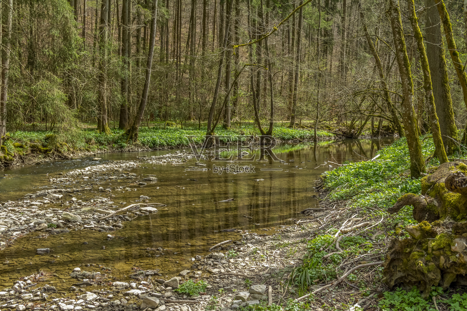 春天的库普福河照片摄影图片