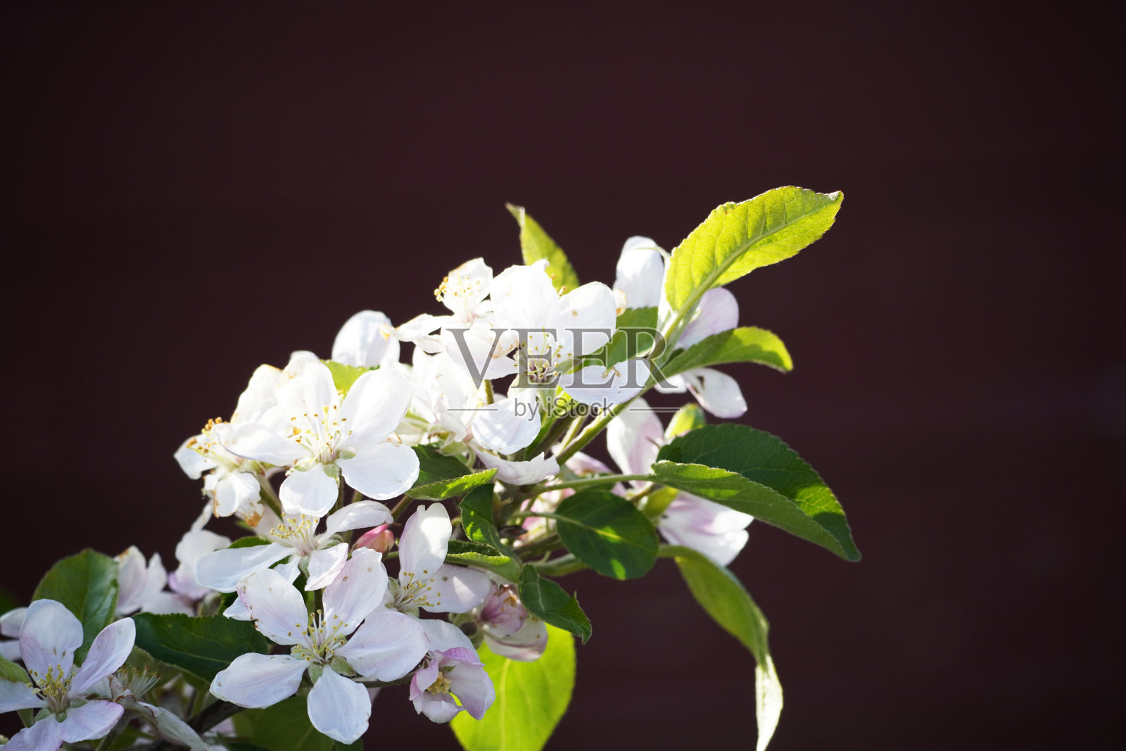 苹果花近距离与黑暗的背景。照片摄影图片