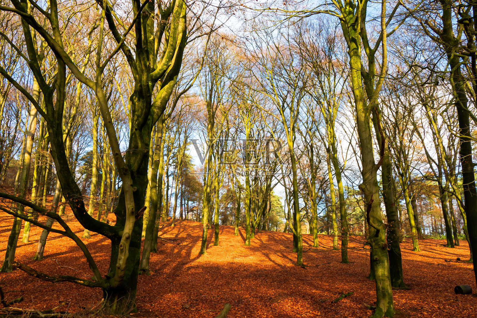 荷兰Velp附近的秋天森林景观照片摄影图片