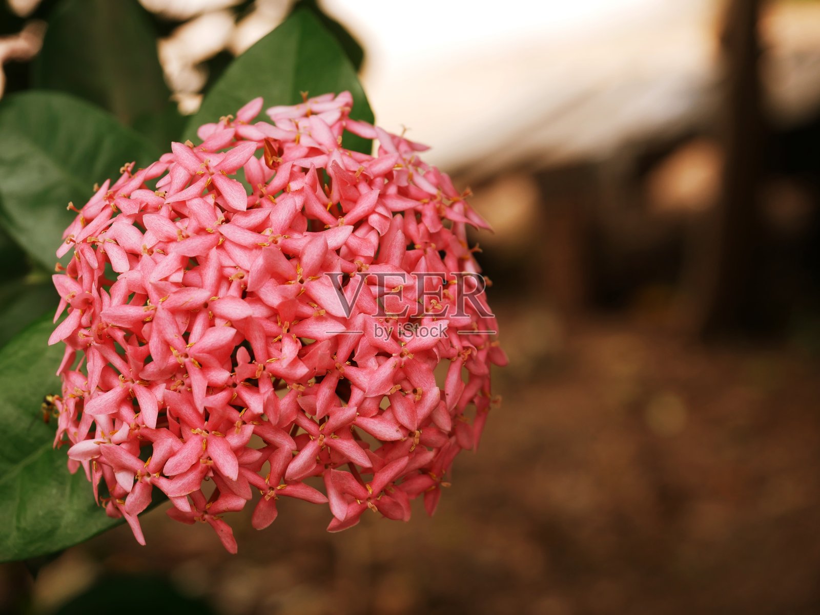 粉色针花照片摄影图片