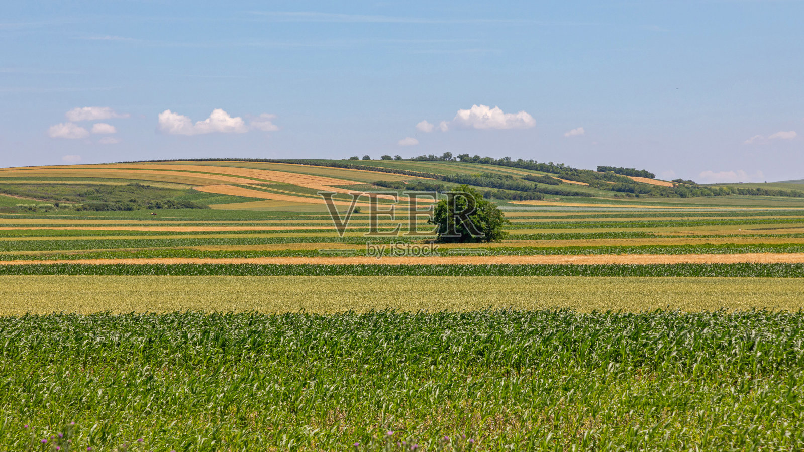 绿地照片摄影图片