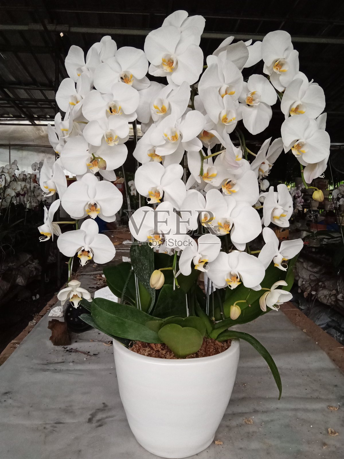 雨月兰照片摄影图片