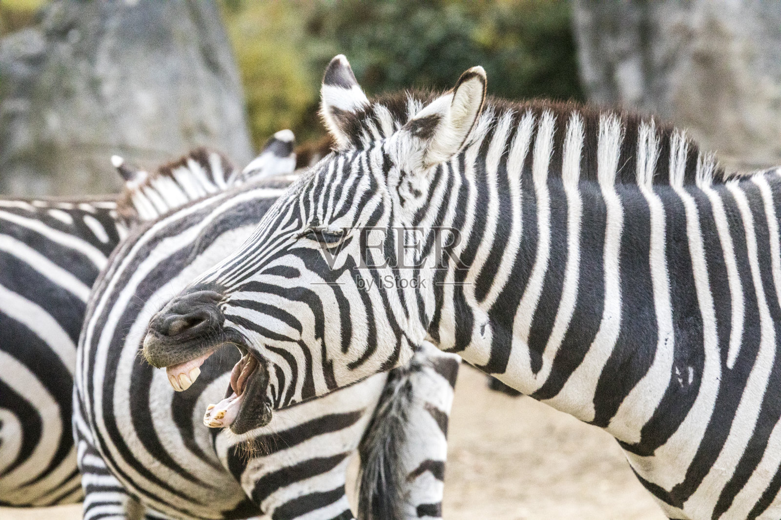 斑马照片摄影图片