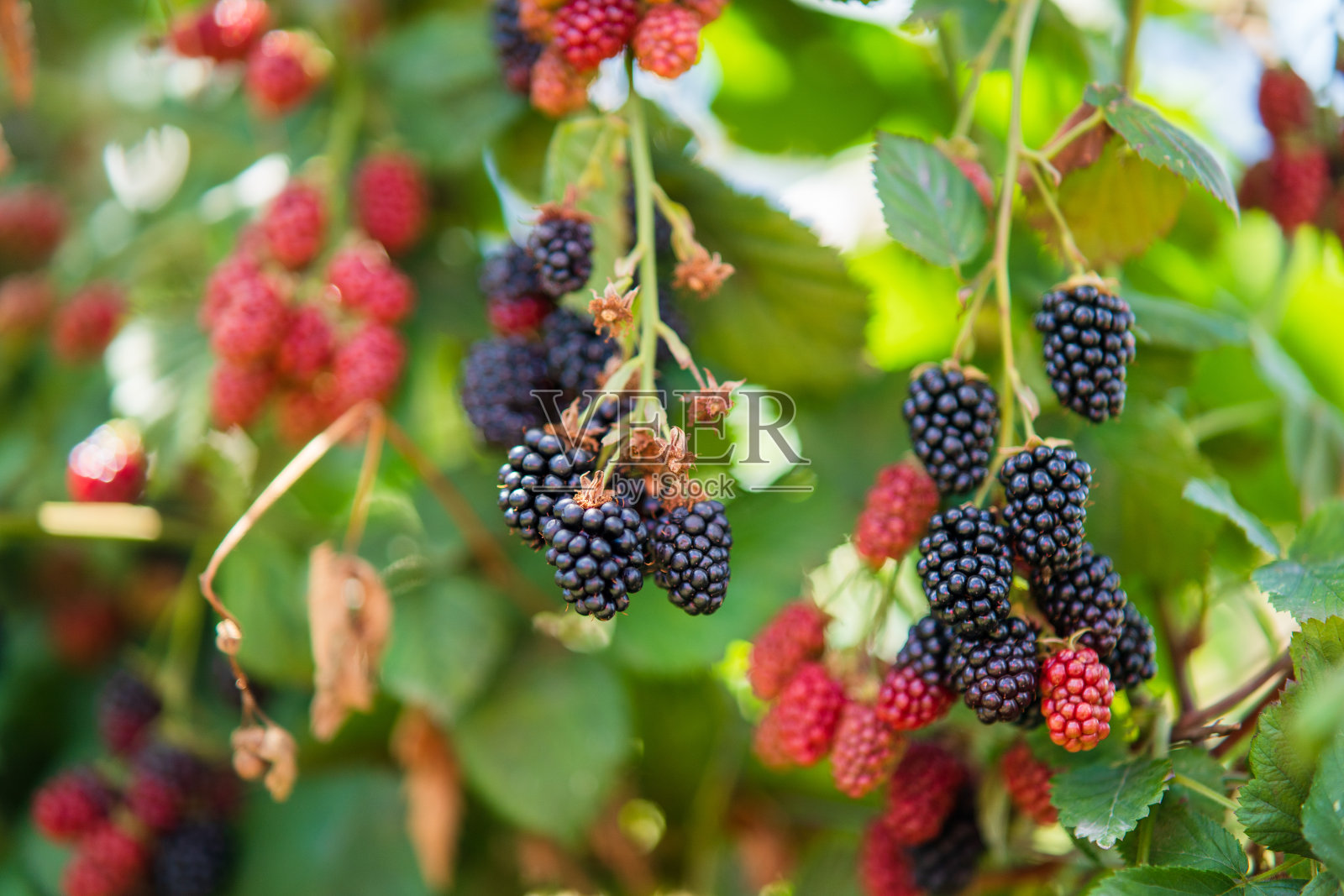 红色和黑色的野生浆果。照片摄影图片