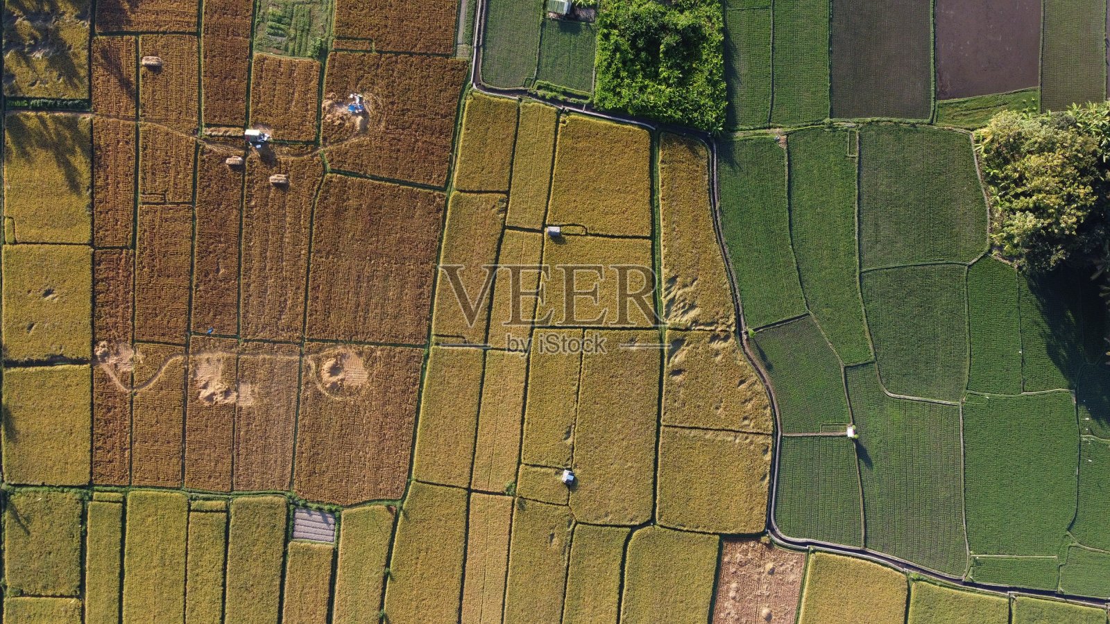稻田鸟瞰图照片摄影图片