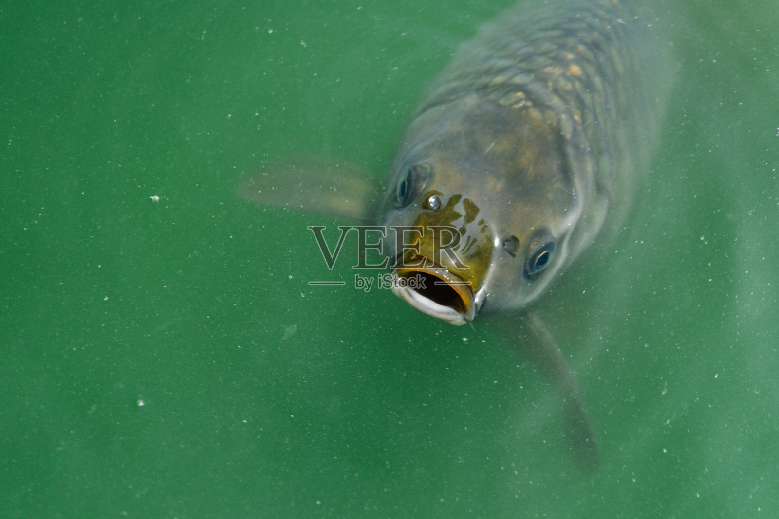 高角度拍摄的平头灰色鲻鱼在绿色的水照片摄影图片