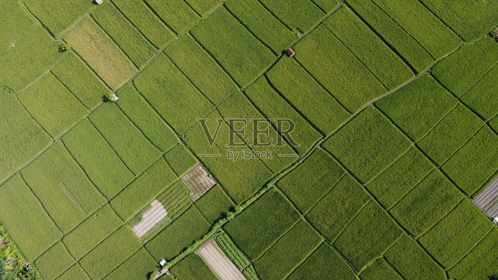 稻田鸟瞰图照片摄影图片