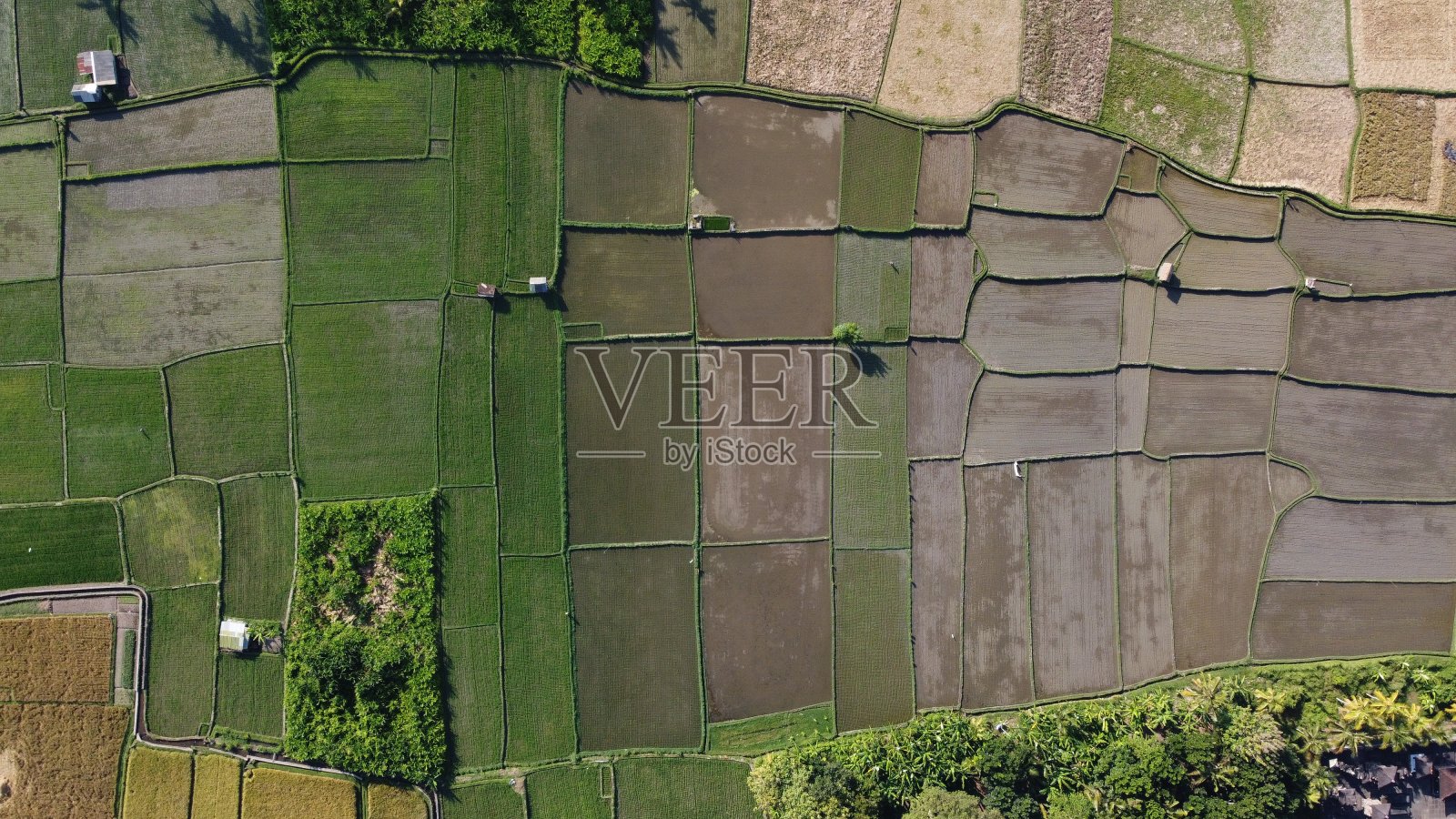 稻田鸟瞰图照片摄影图片