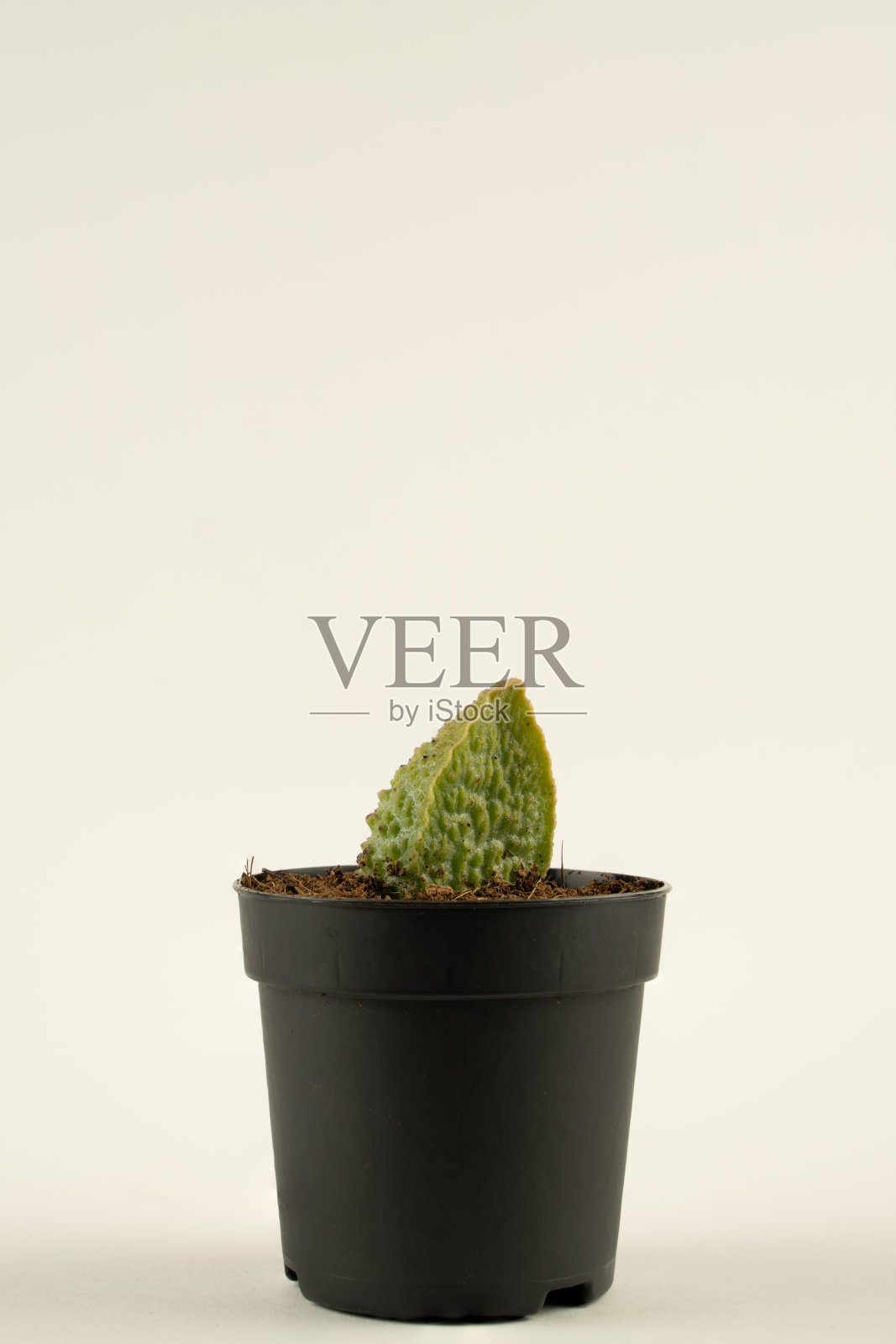 白色背景的花盆中的海葵照片摄影图片