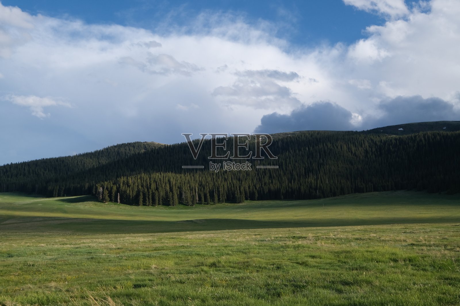 森林在阳光的阴影下，绿色的草原照片摄影图片