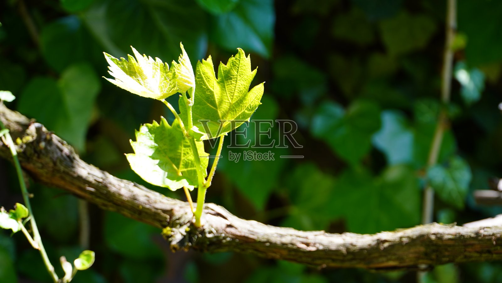 嫩叶上的藤蔓在自然阳光的映衬下，呈现出绿色的背景照片摄影图片