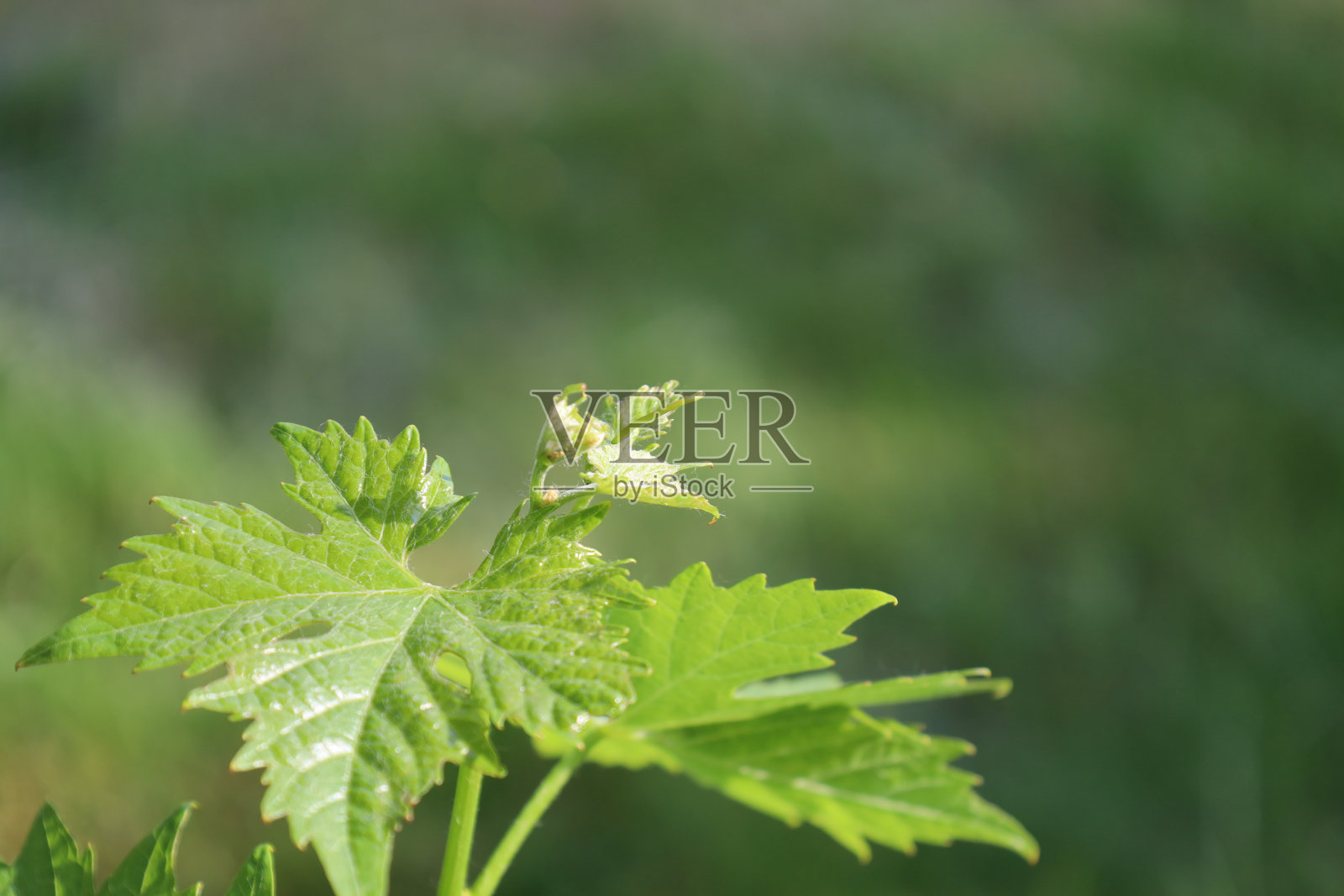 嫩叶上的藤蔓在自然阳光的映衬下，呈现出绿色的背景照片摄影图片