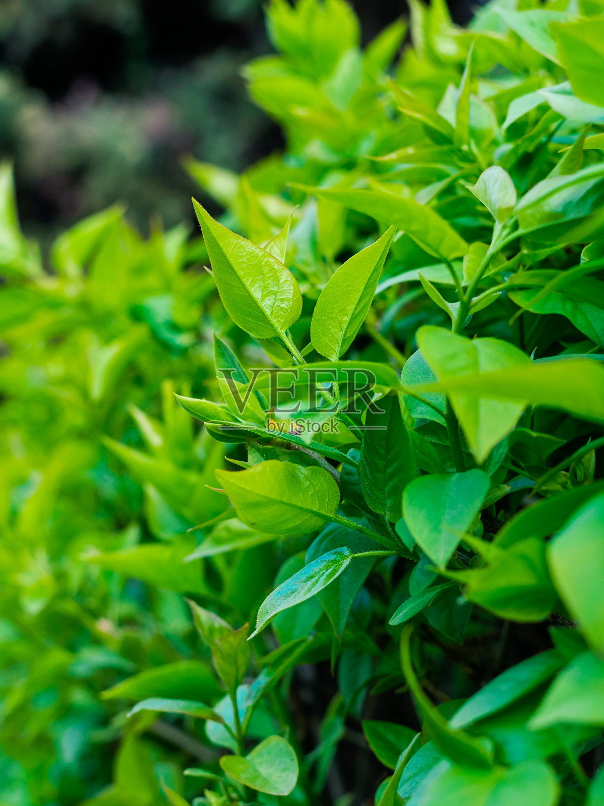 幼小的树篱叶在春天特写照片摄影图片