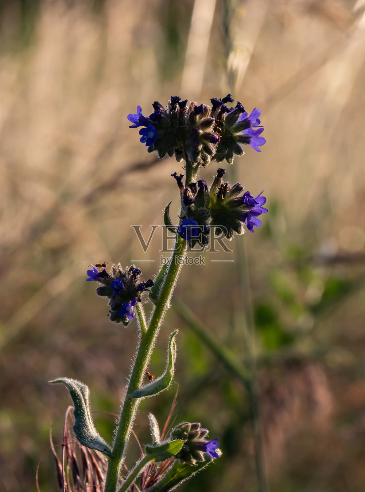 疗肺草属照片摄影图片