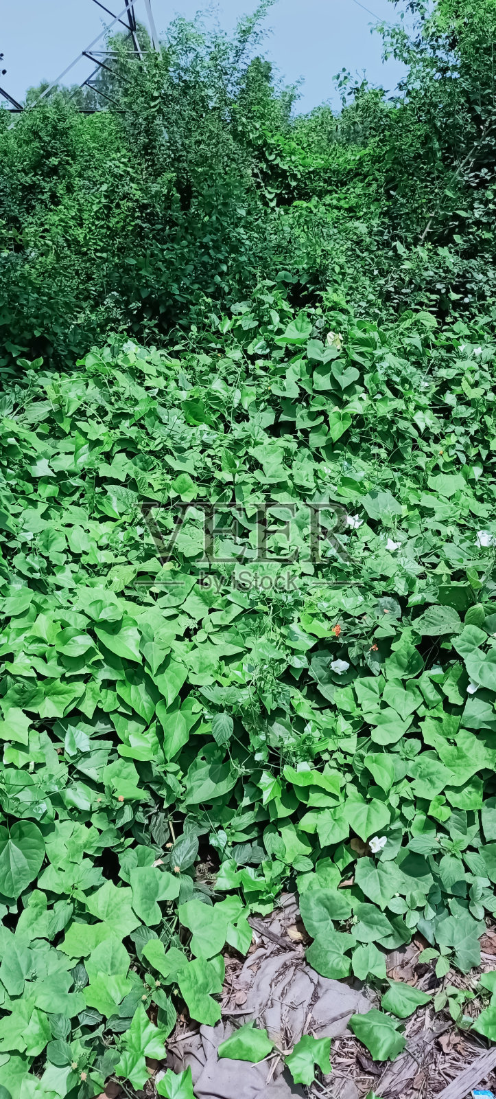 路边有许多野生植物照片摄影图片