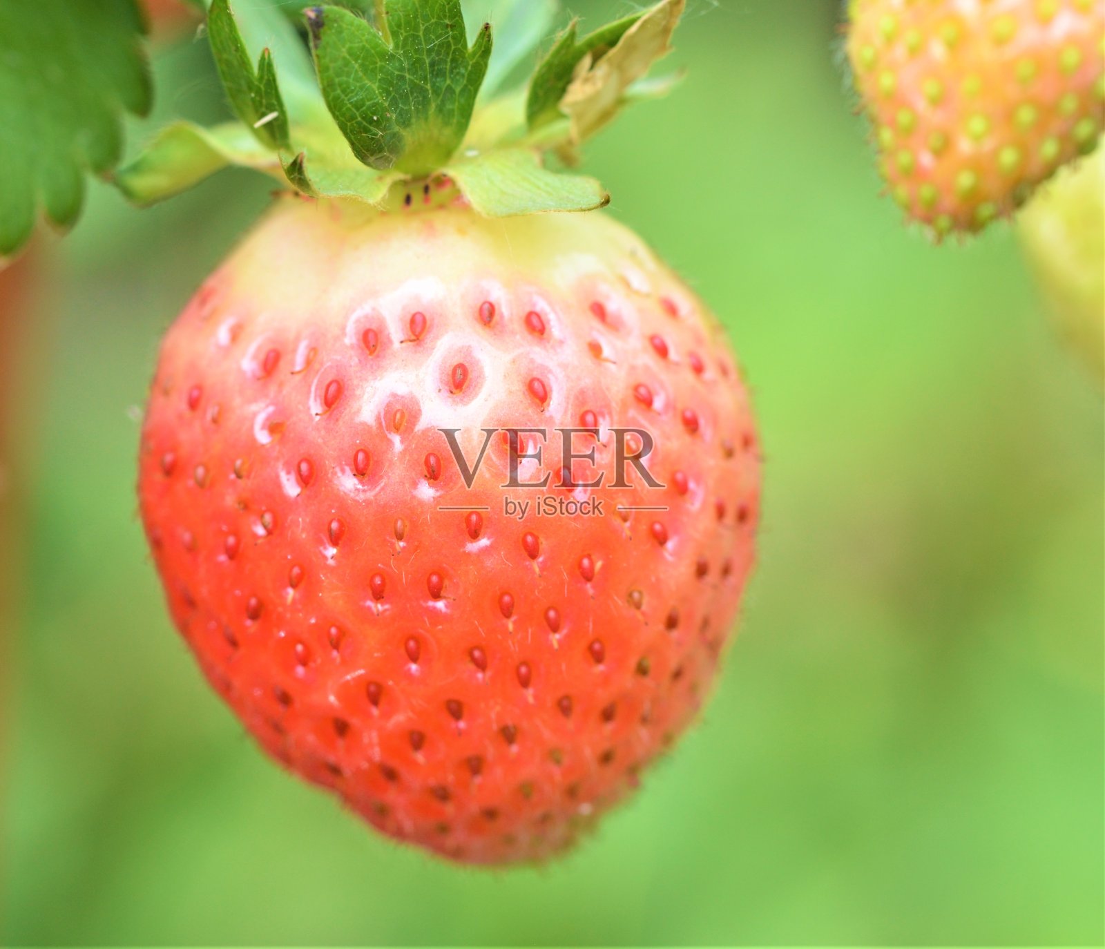 自家种的草莓。照片摄影图片