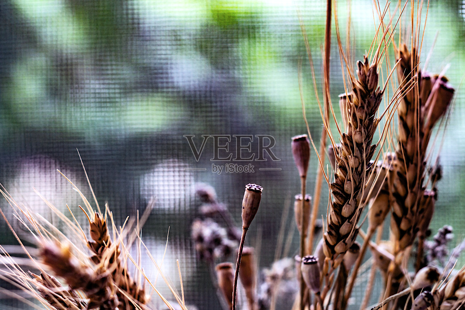 自然模糊的背景与空白的拷贝空间和干燥的草，花和小麦小穗照片摄影图片