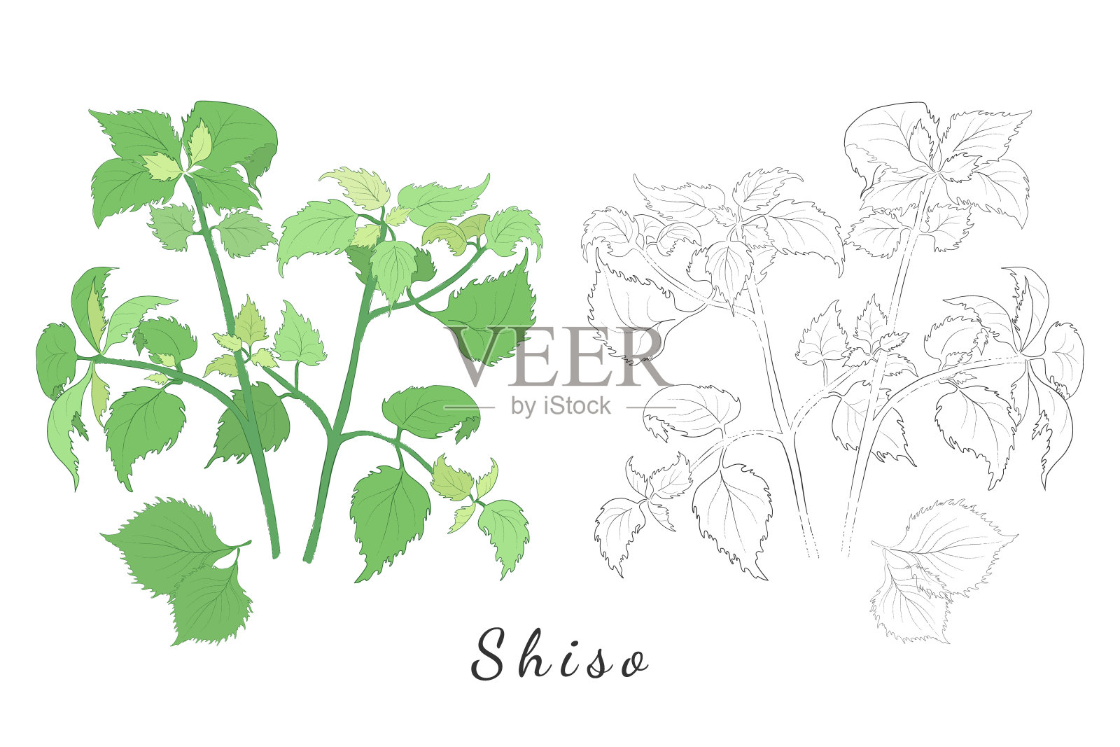 手绘紫苏图片设计元素图片