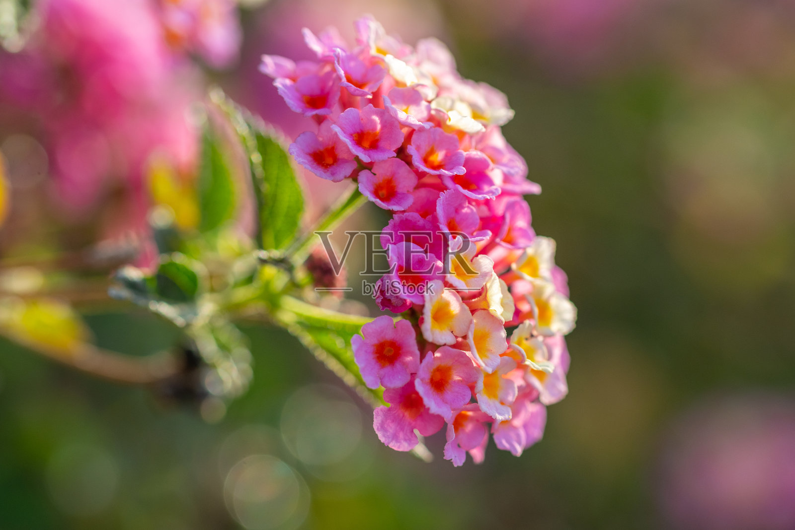 粉红色和白色的小花马缨丹照片摄影图片