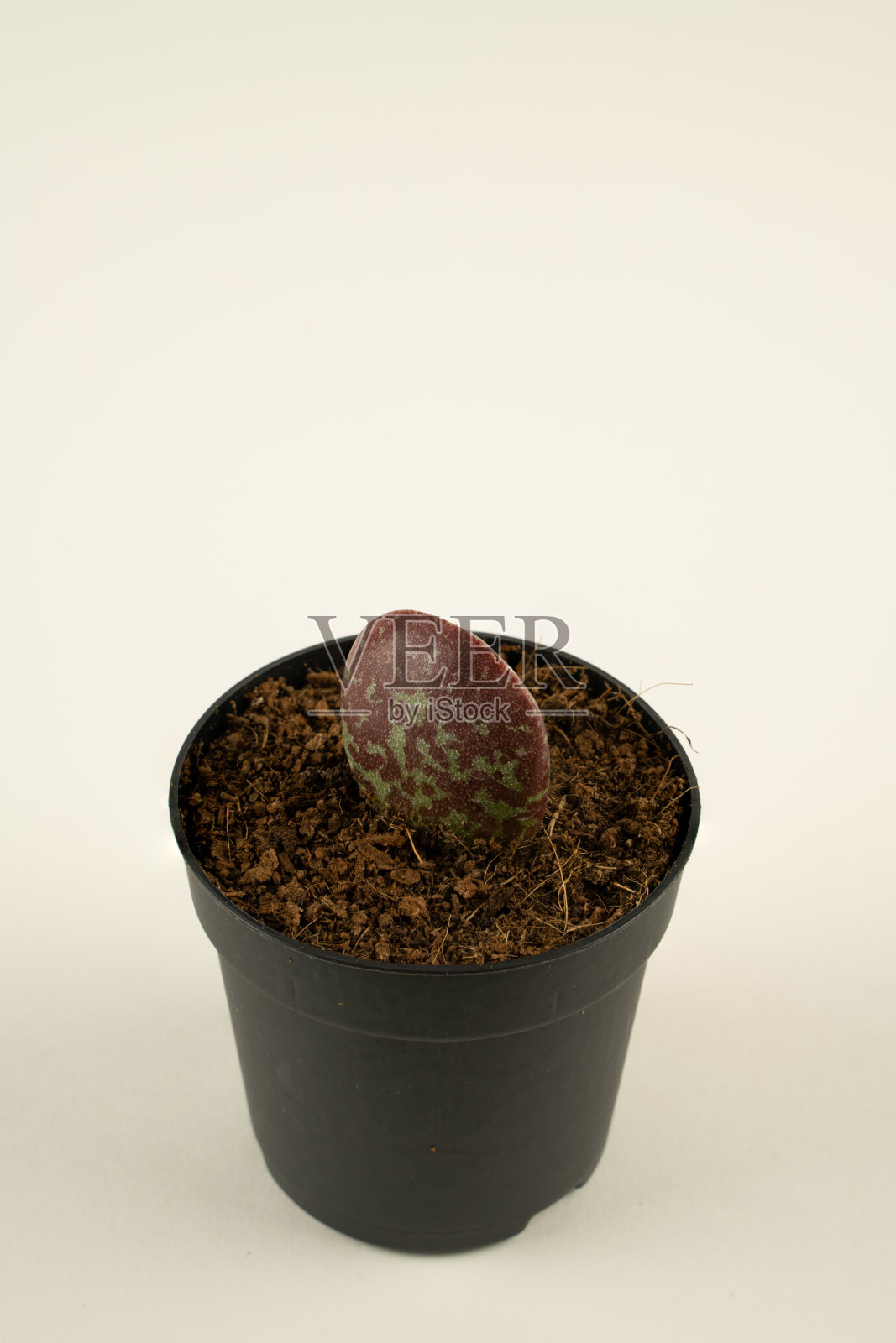 盆中斑纹Adromischus maculatus白色背景，俯视图照片摄影图片