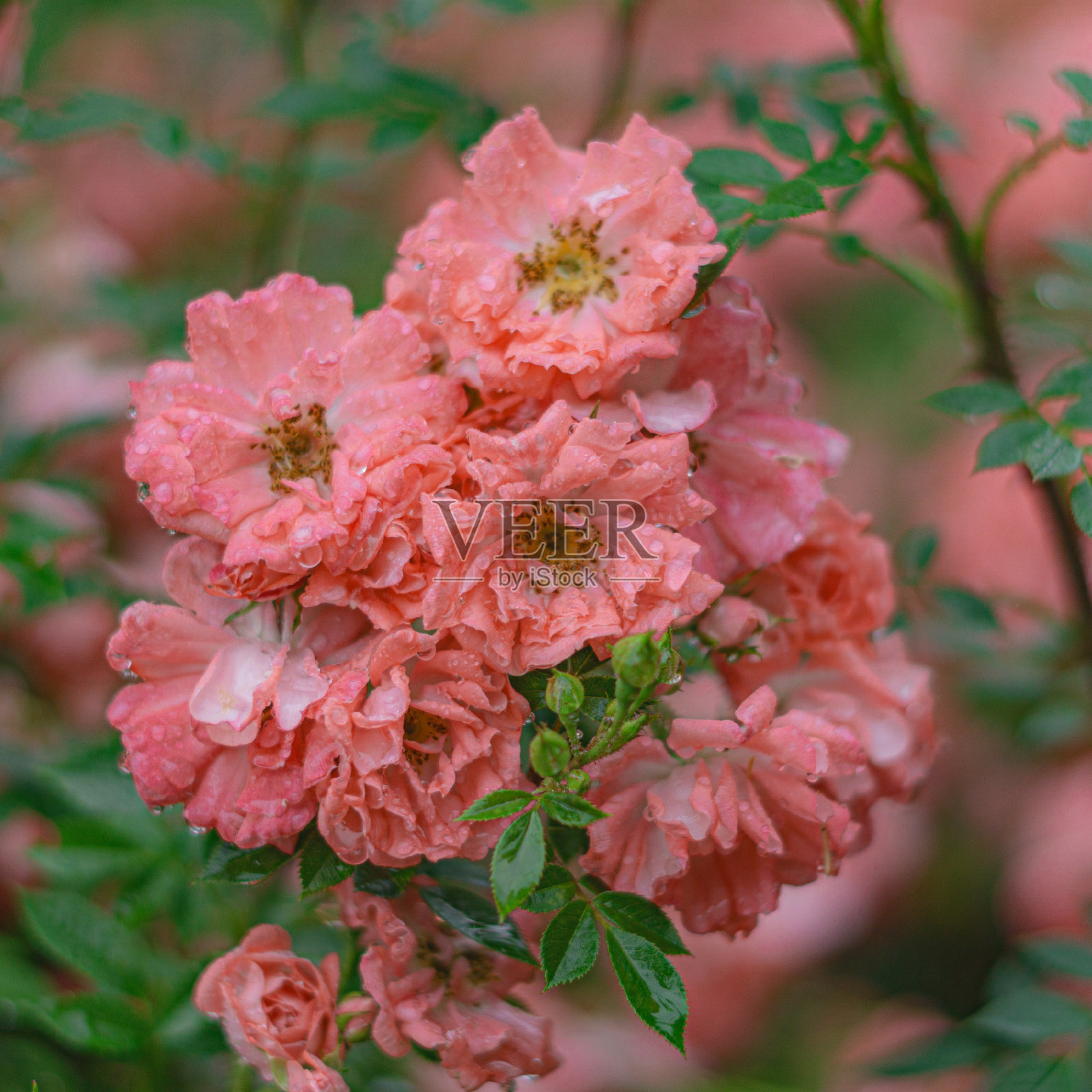 雨后玫瑰照片摄影图片
