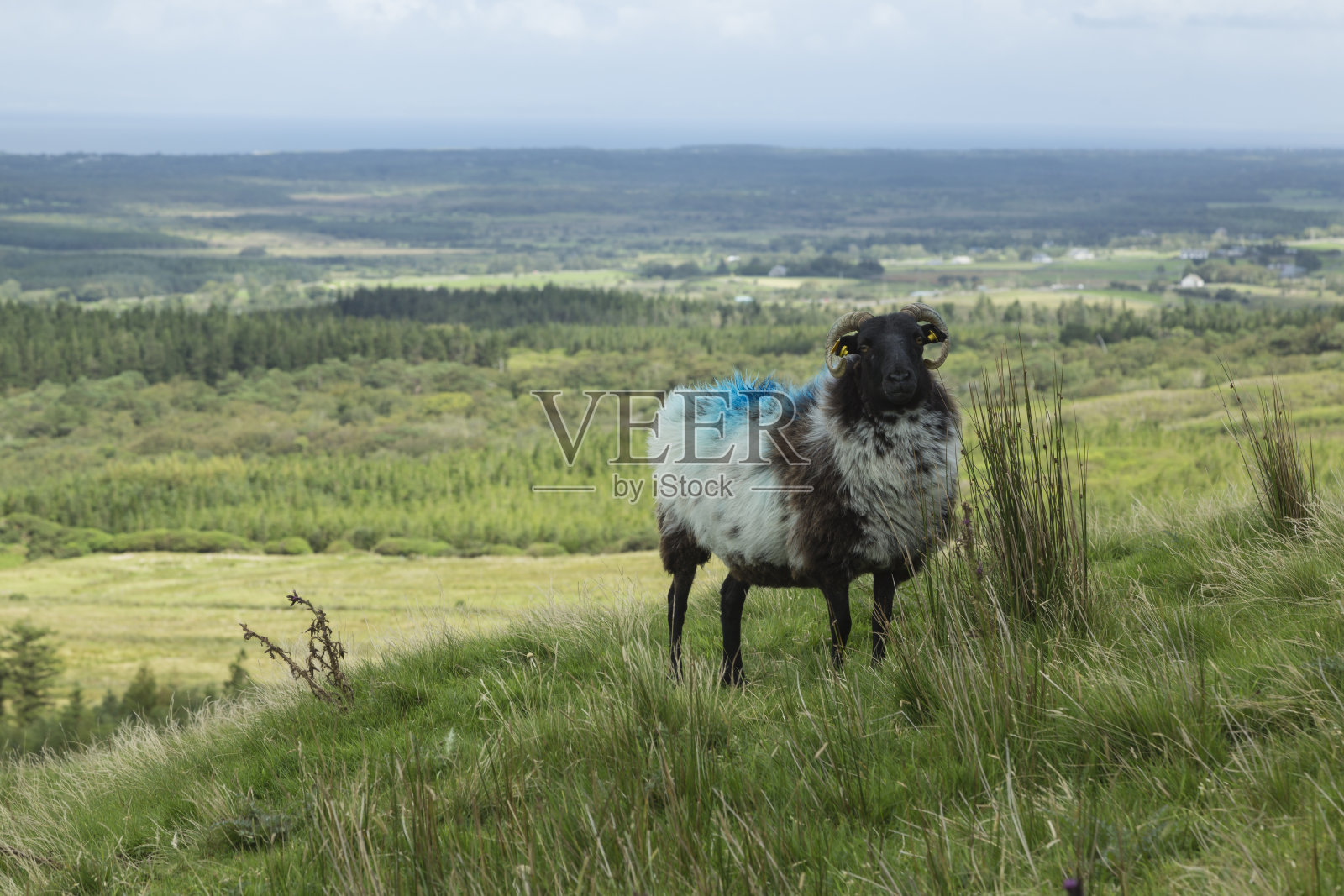 羊。照片摄影图片