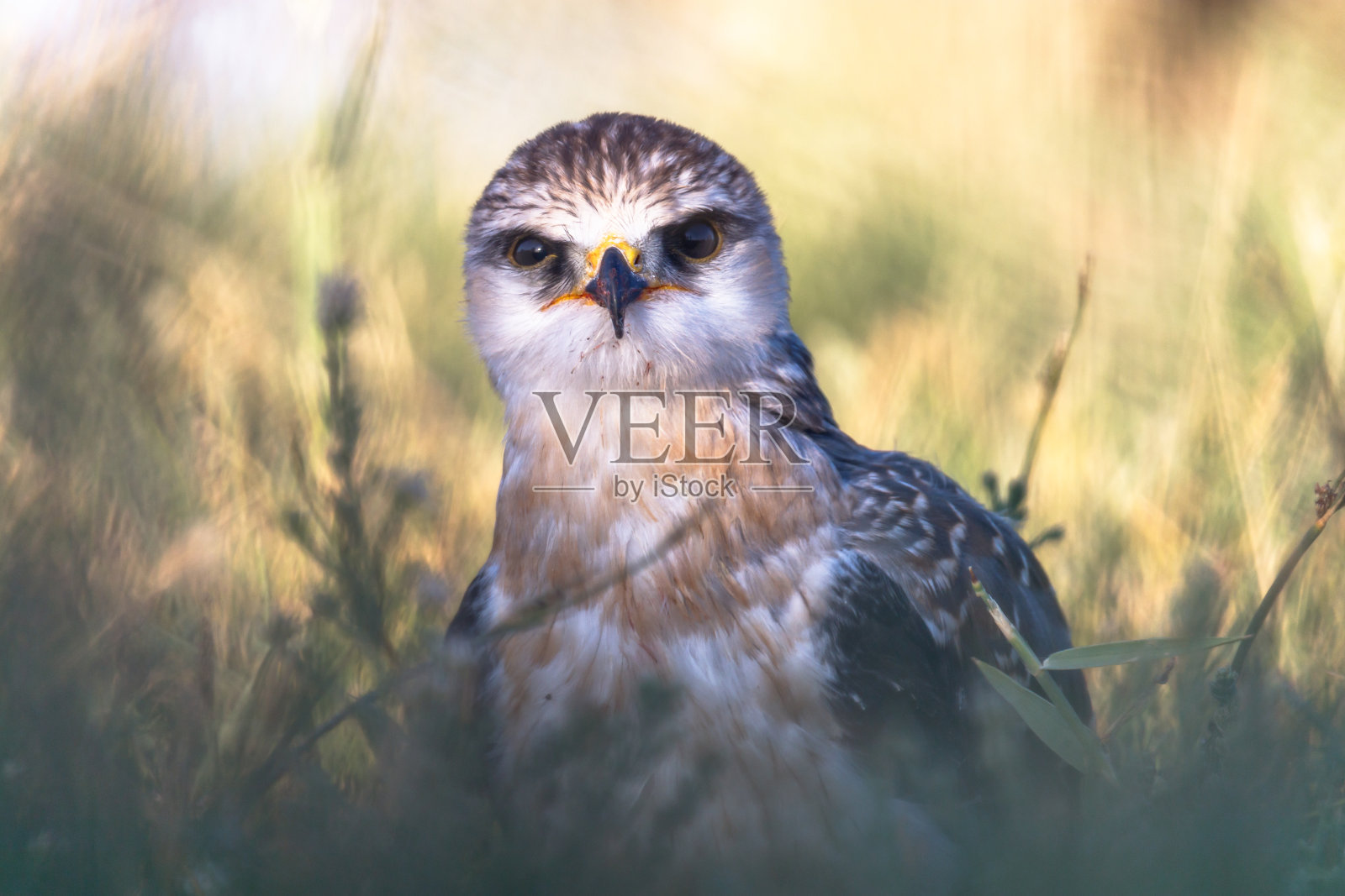 鸟照片摄影图片