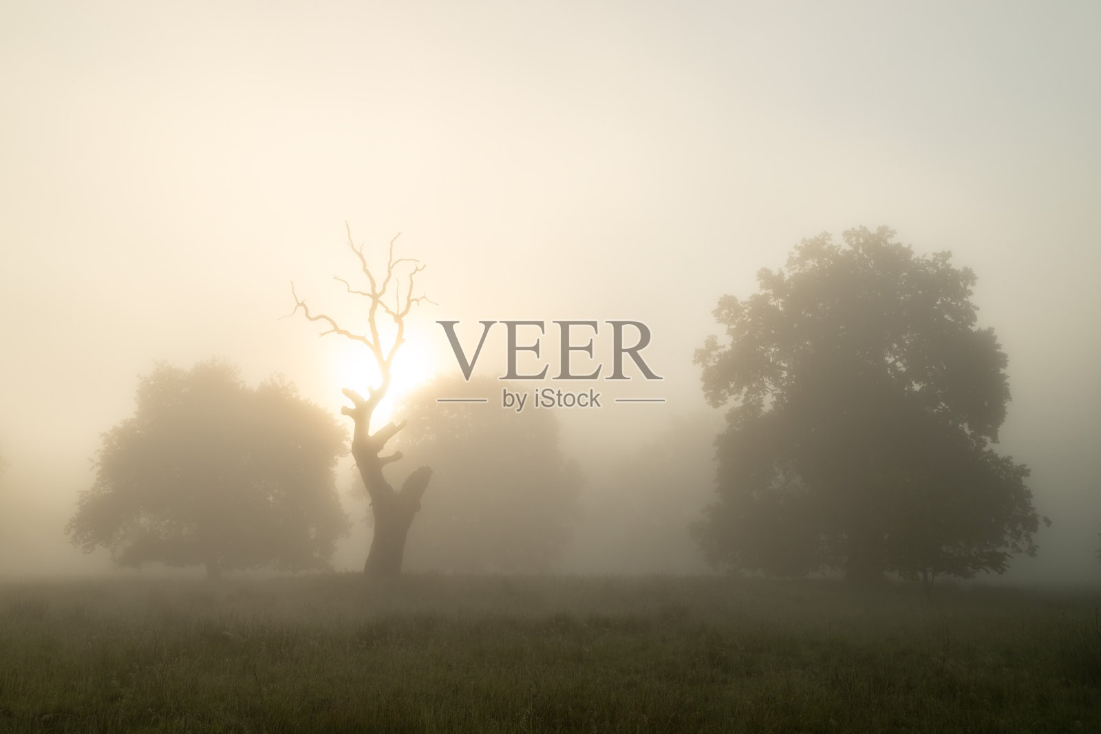 罗马尼亚布雷特橡树保护区的夏季景观照片摄影图片