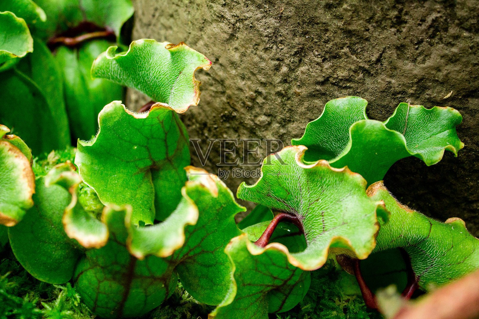 温室中的一组肉食性猪笼草照片摄影图片